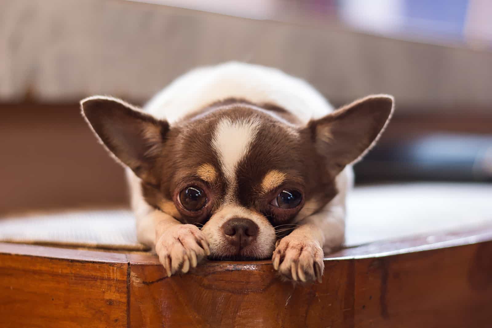 chihuahua dog lying on the chair