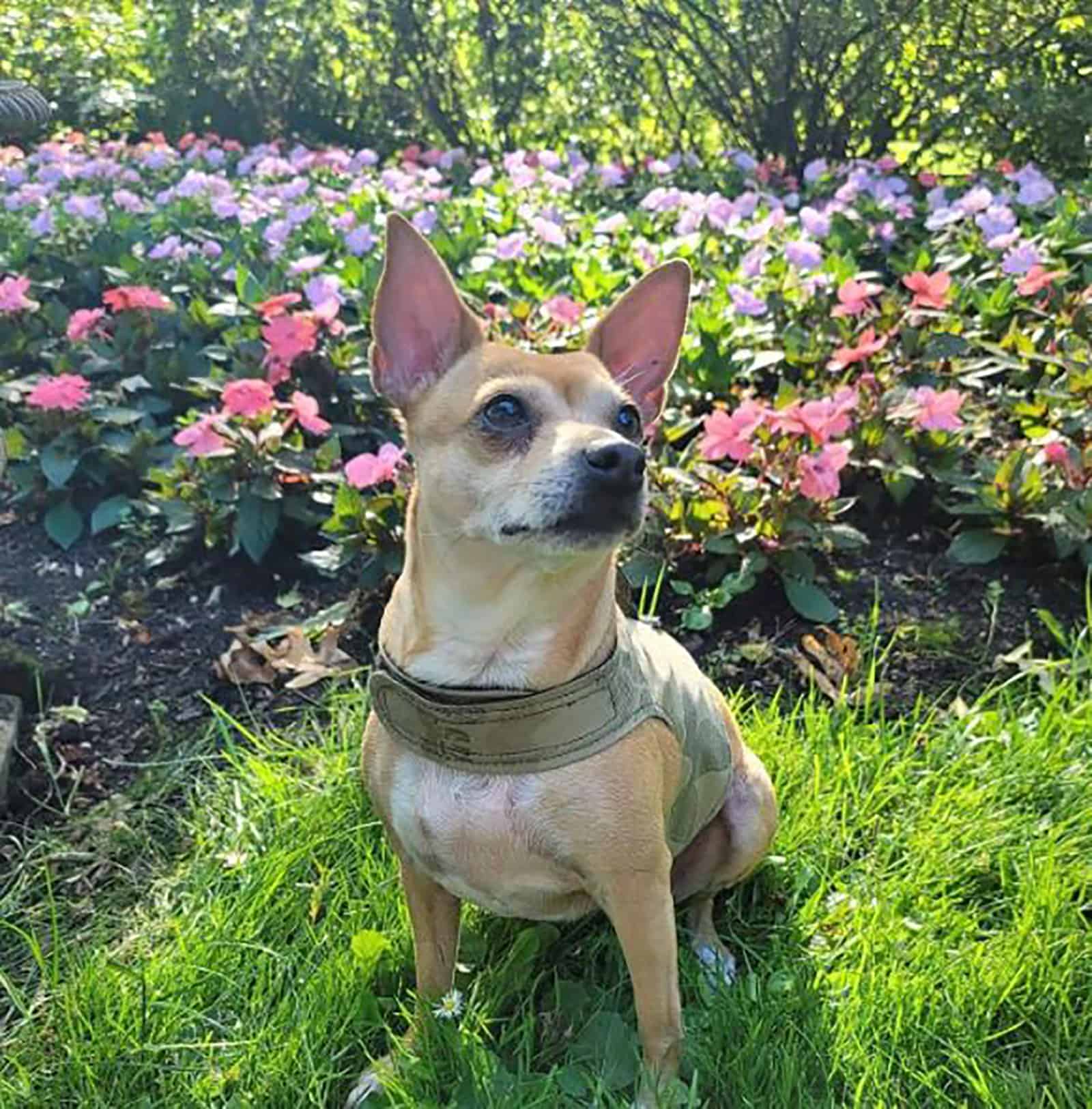 chihuahua basenji mix sitting in the garden