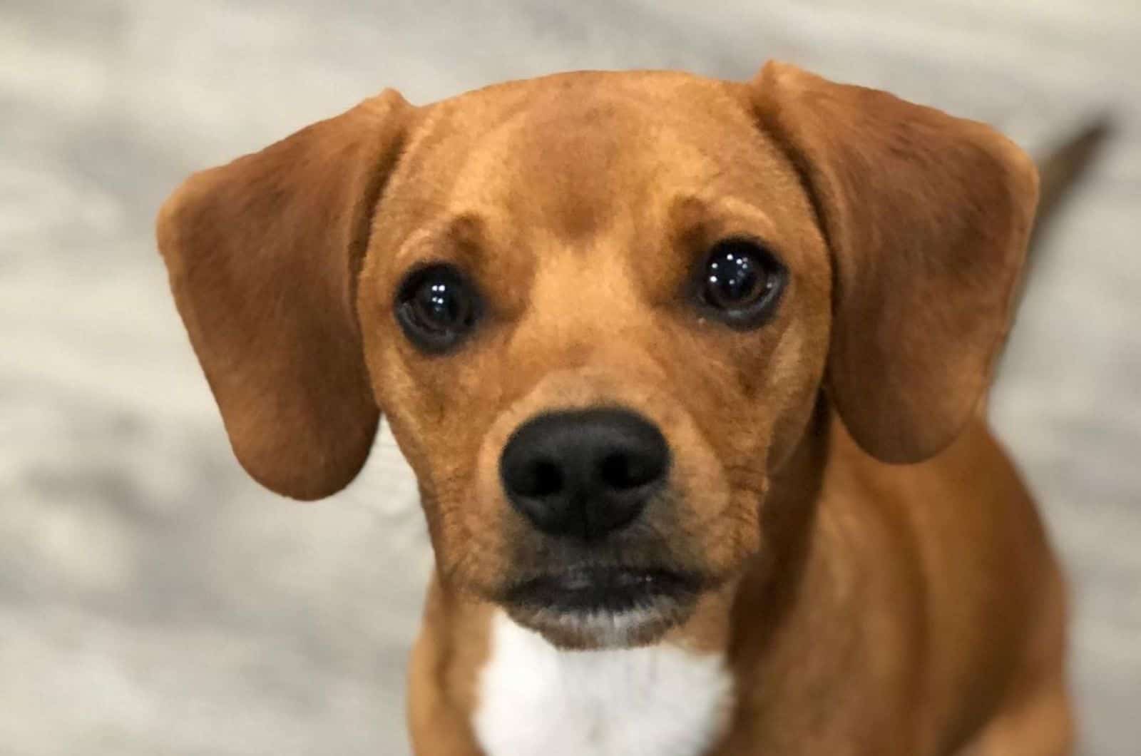 chihuahua beagle mix looking into camera