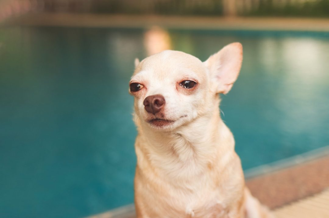 What Causes Crying Chihuahua & How You Can Help Your Dog
