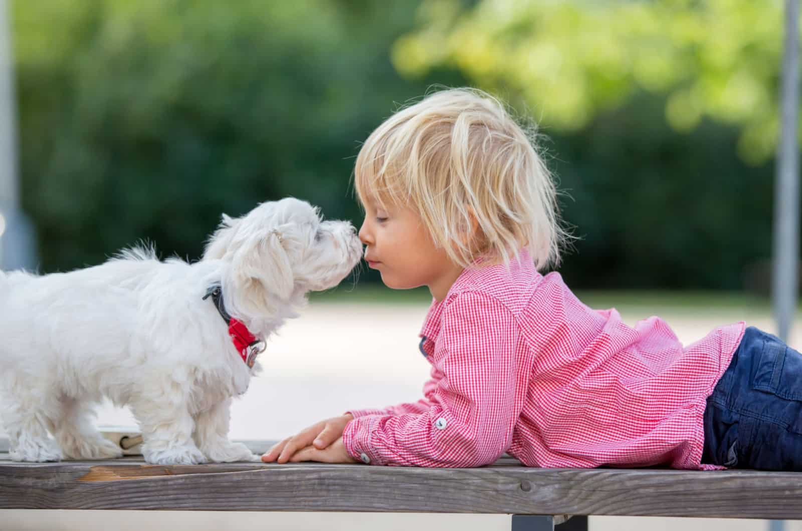 child playing with maltese dog