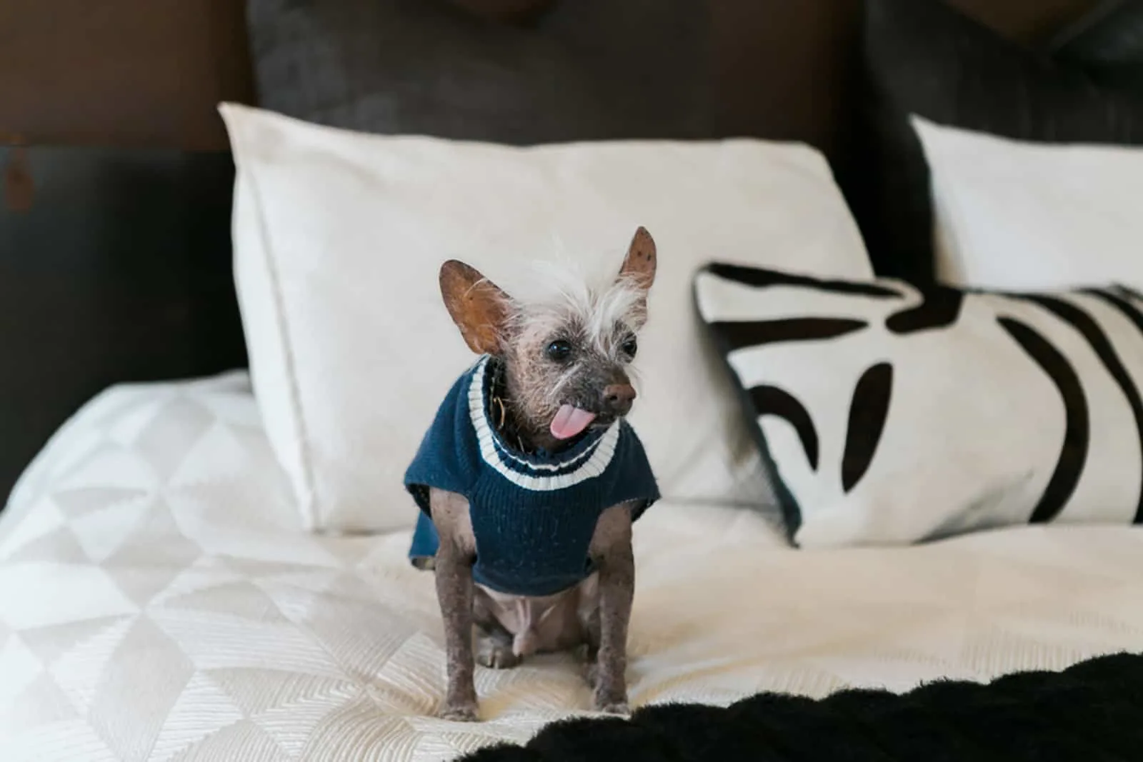chinese crested dog sitting on the bed