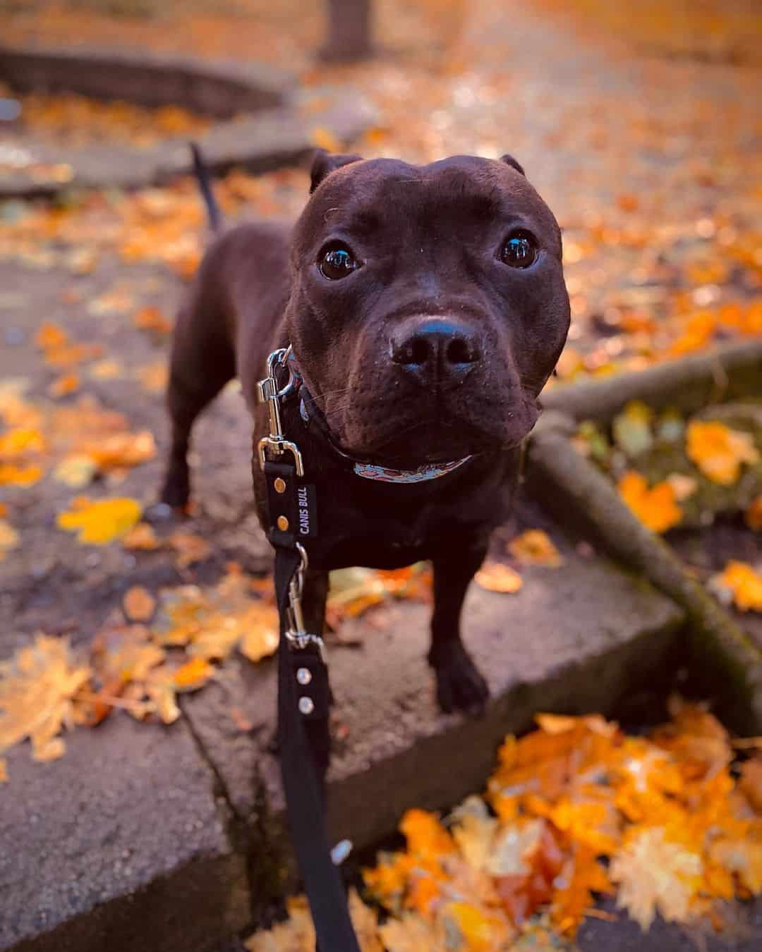 chocolate staffy