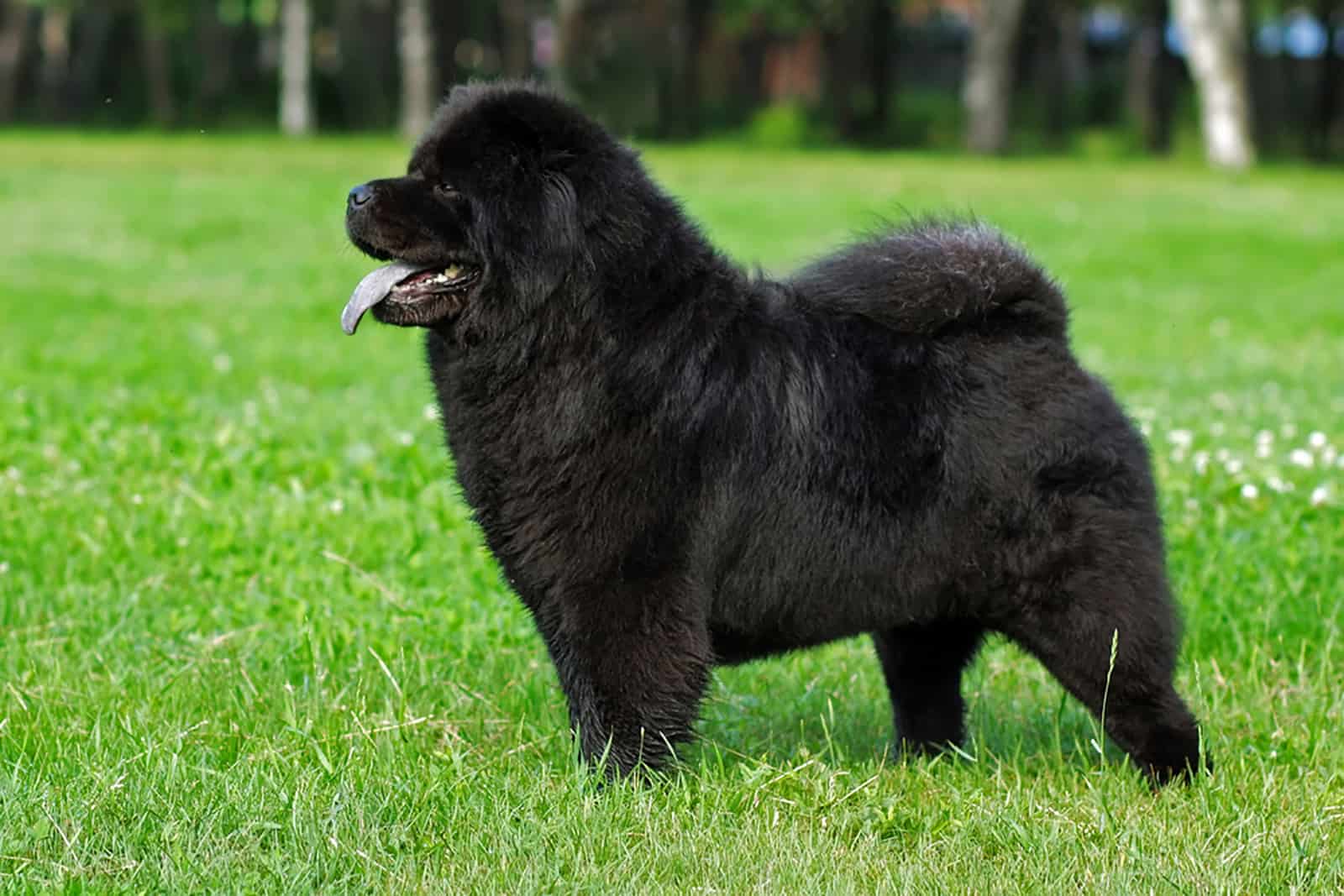 chow chow dog standing on the lawn