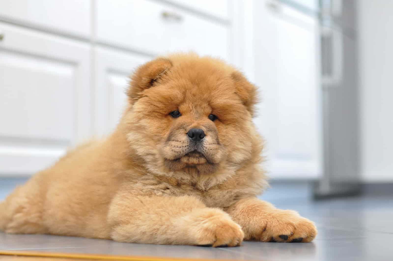 chow chow puppy lying in the kitchen