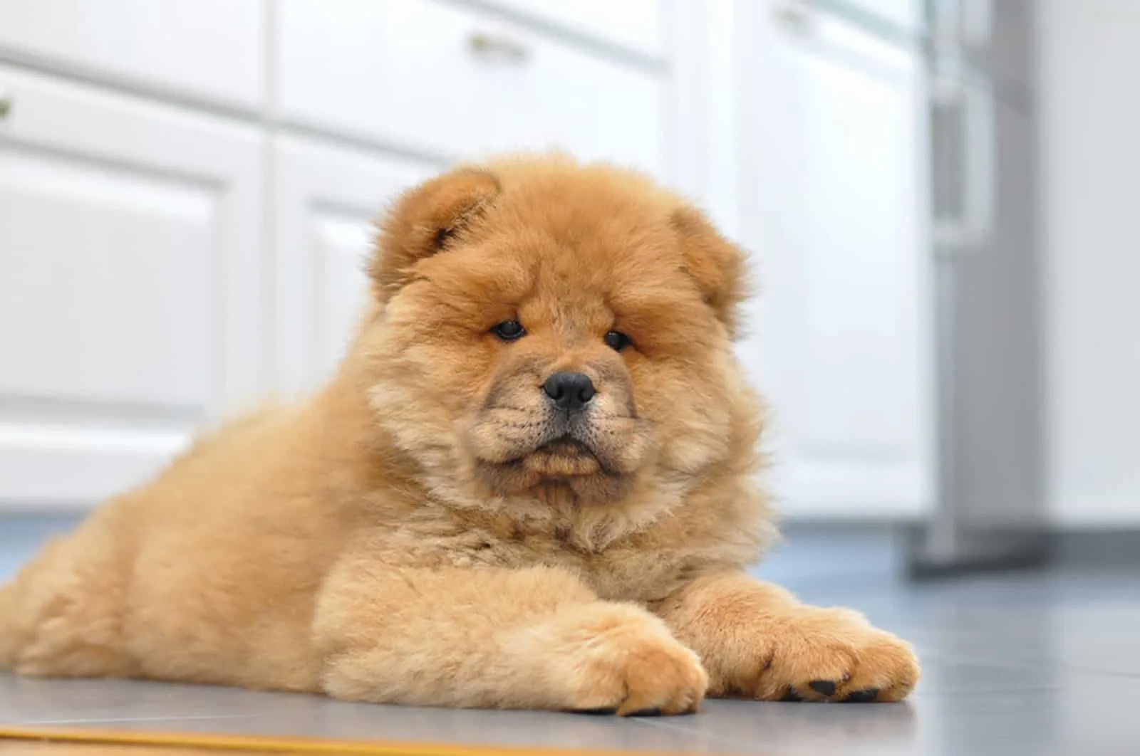 chow chow puppy lying in the kitchen