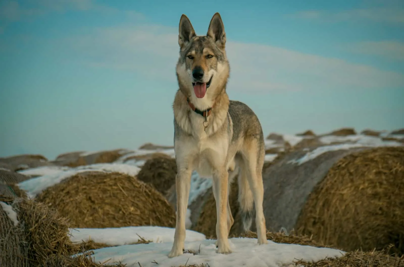chzechoslovakian wolf dog