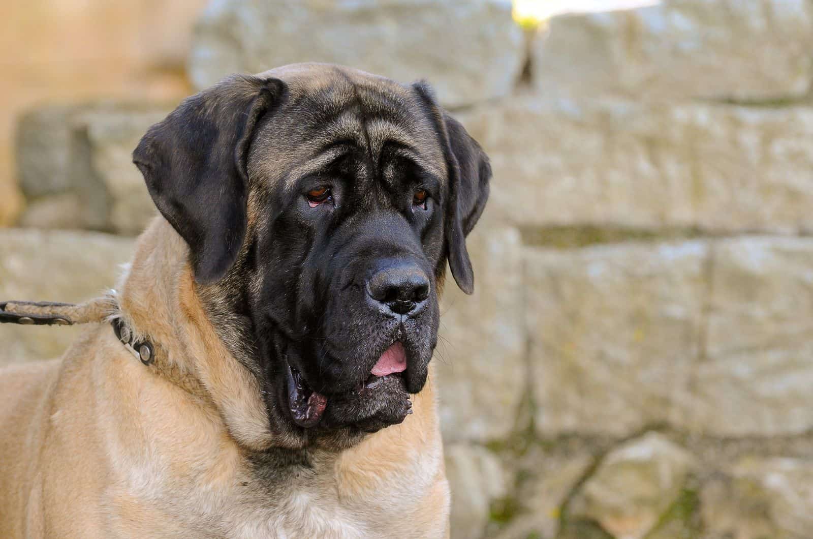 close shot of English Mastiff