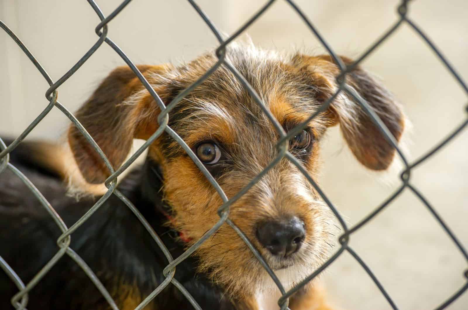 close shot of a dog through Chicken Wire Dog Fence