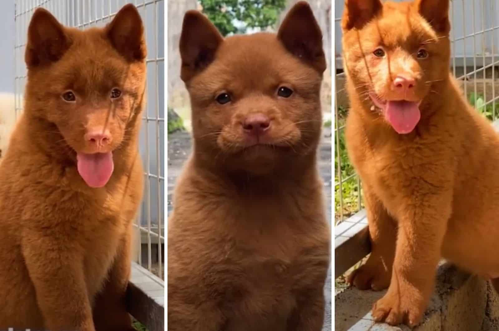 close shots of Red Cantonese Bear Dog