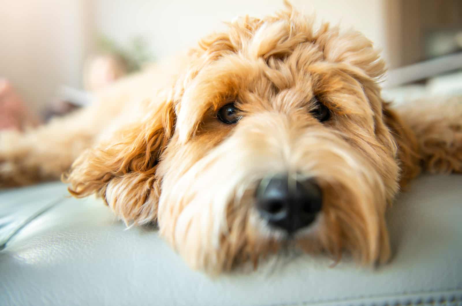 close up of goldendoodle lying on couch