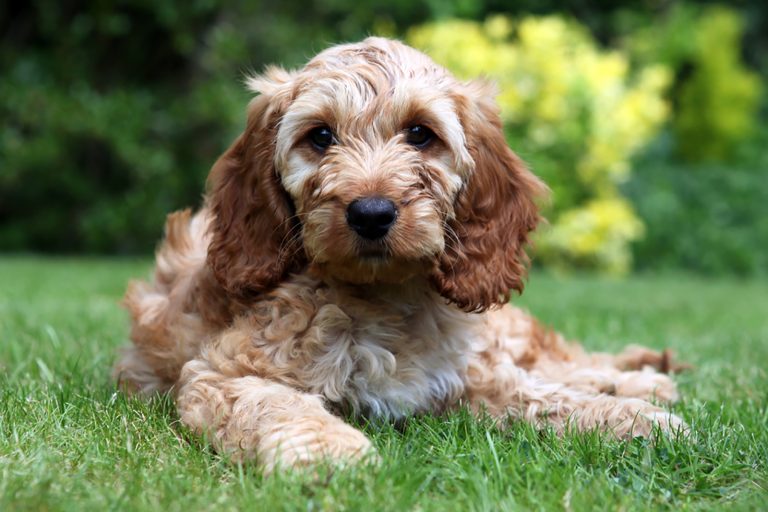 cockapoo puppy lying on the grass