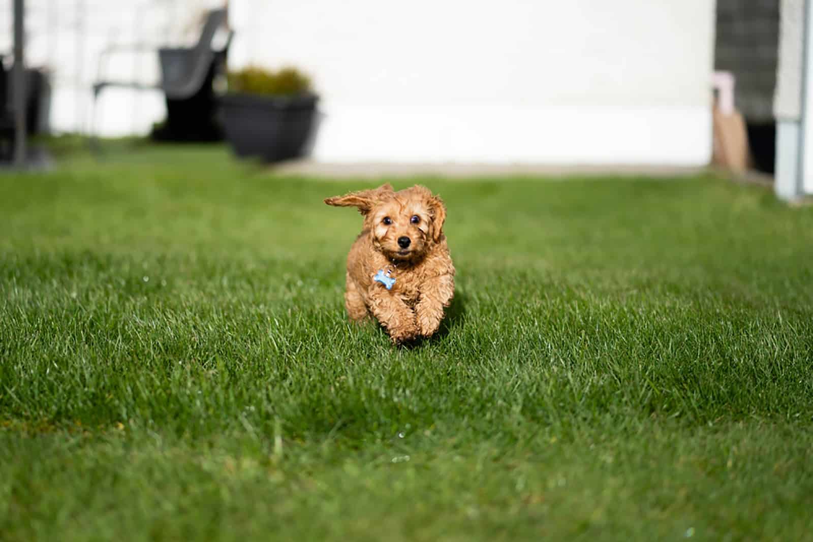 cockapoo puppy running on the lawn