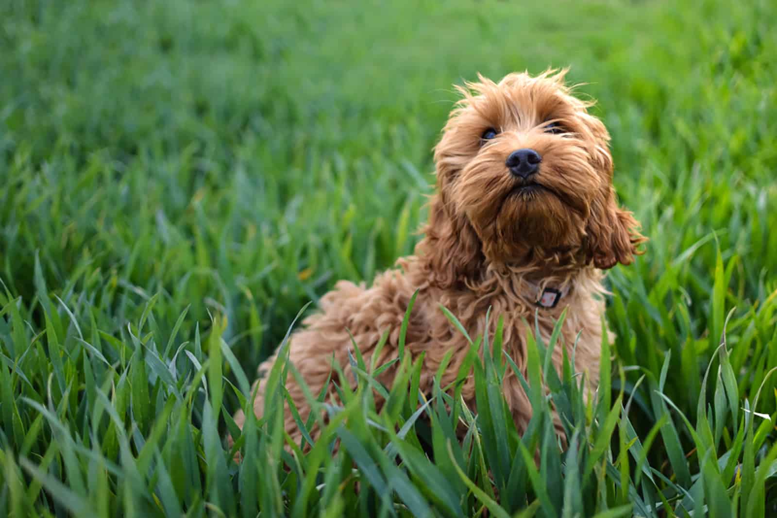 cockapoo puppy standing in a high grass on a meadow