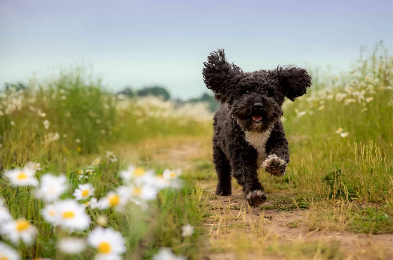 cockapoo running