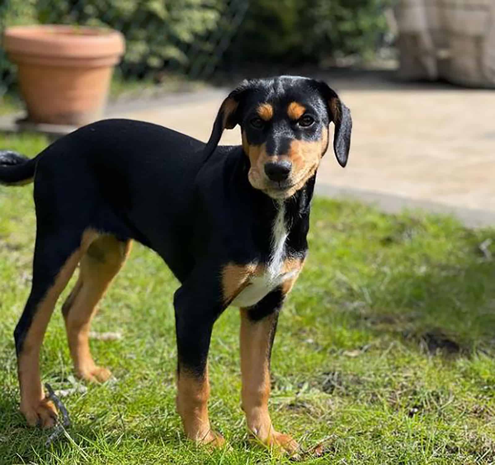 cocker spaniel basenji mix standing in the yard