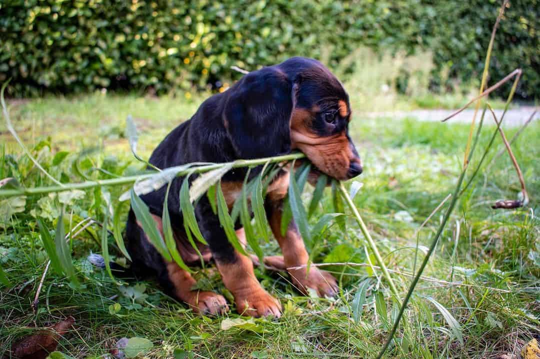 cocker spaniel rat terrier mix