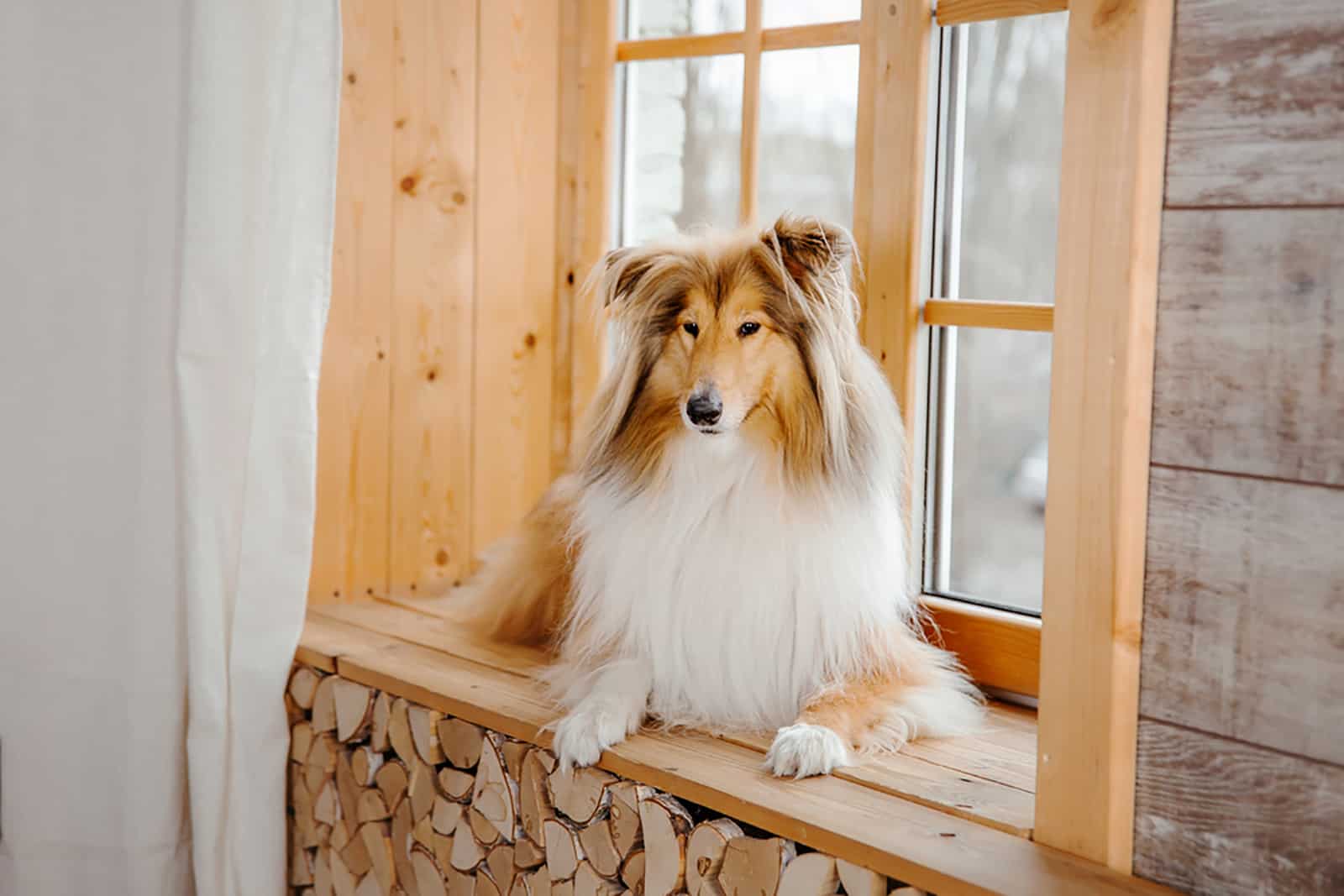 collie dog lying on the window sill