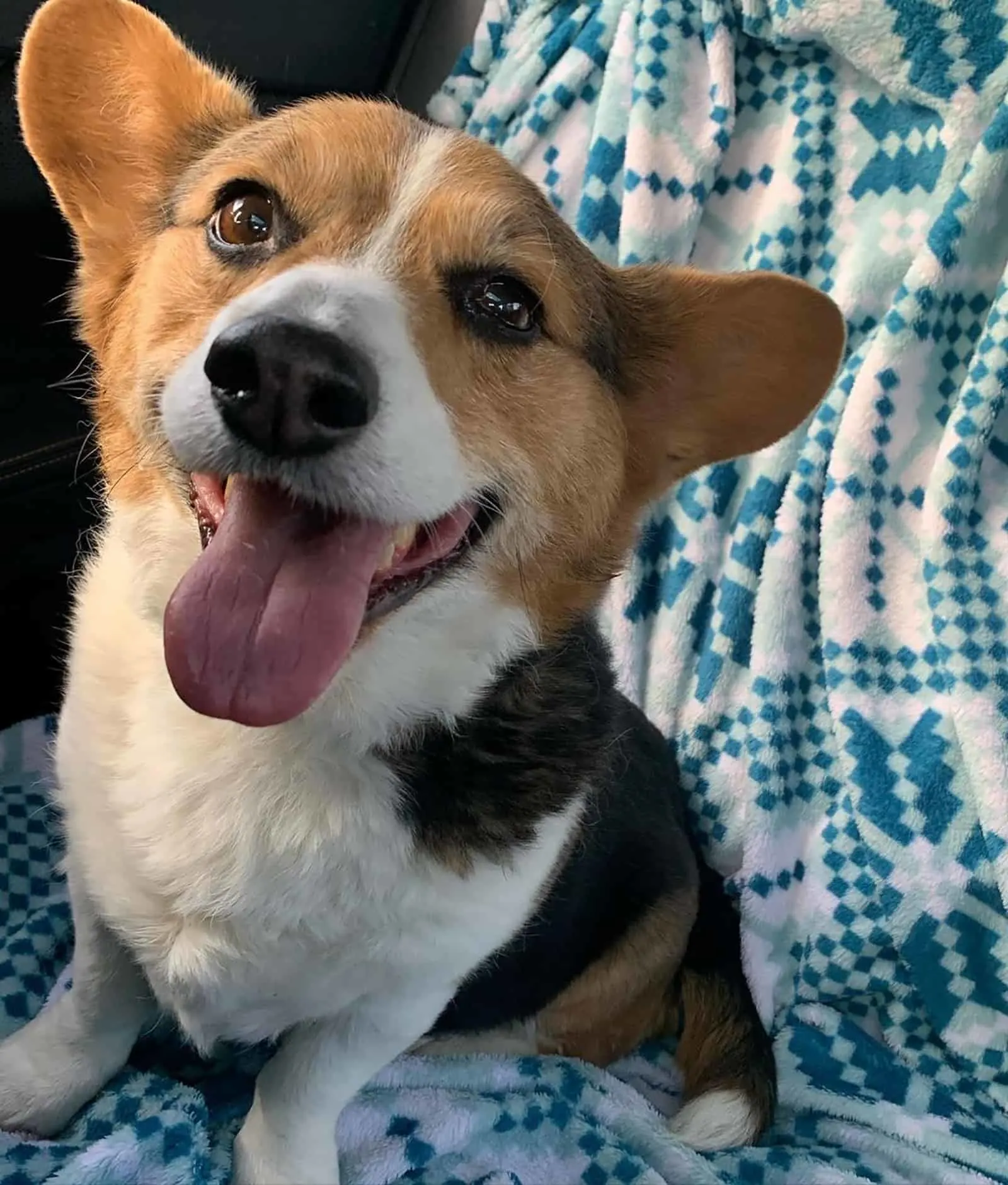 corgi beagle mix sitting on the couch