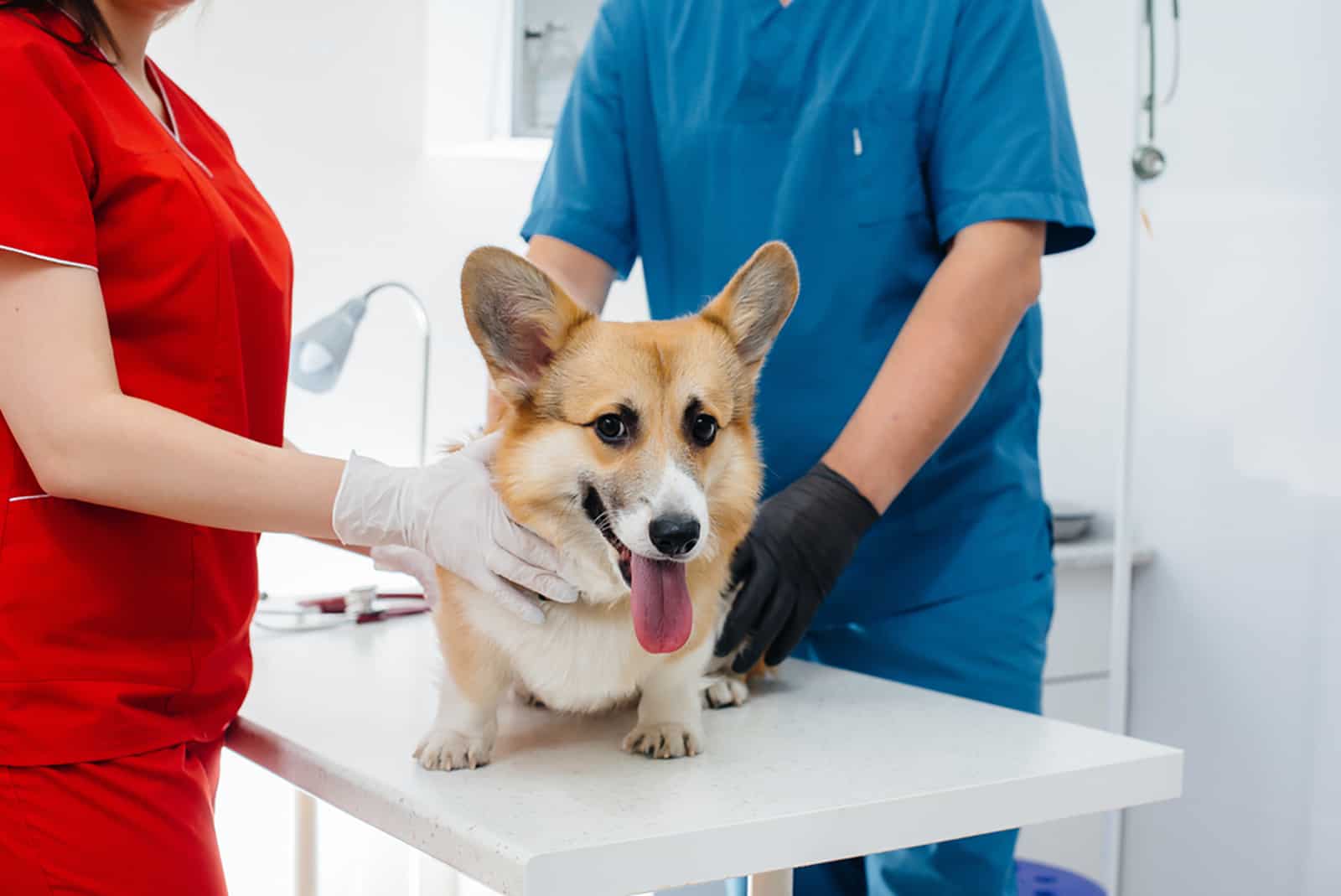 corgi dog is examined at veterinary clinic