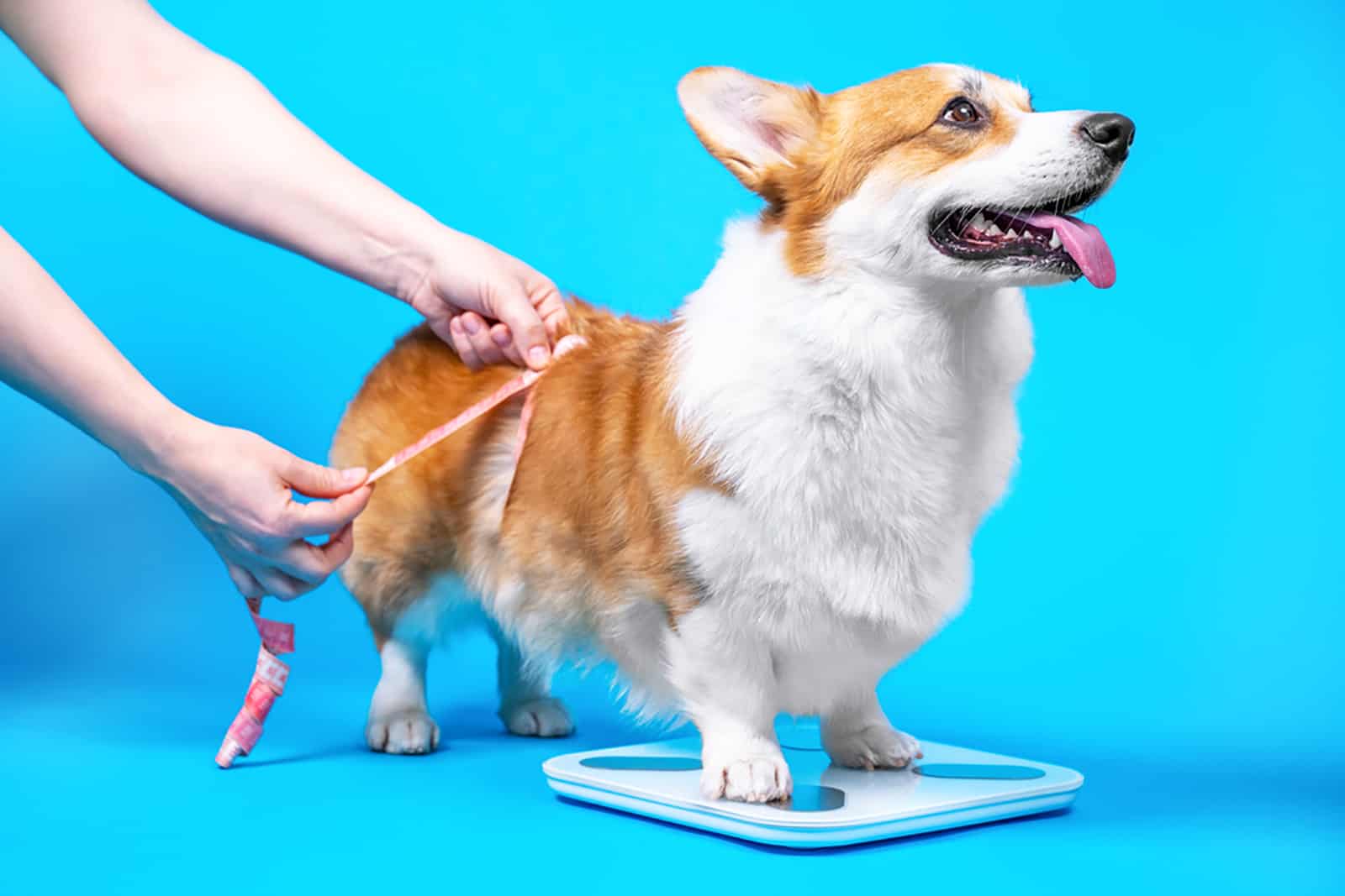 corgi dog standing on a scale while woman measuring him with a tape