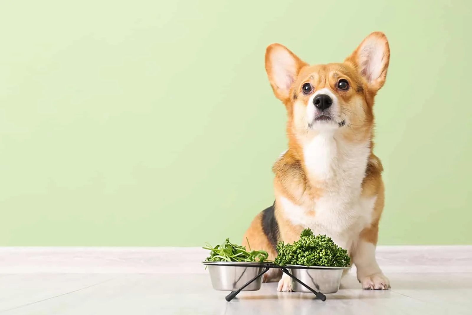 corgi dog with herbs and vegetables in the bowl