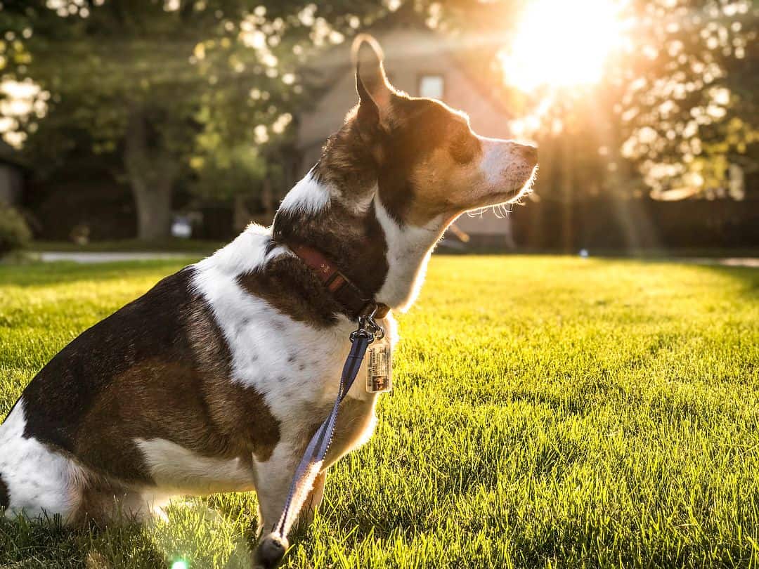 corgi rat terrier mixes