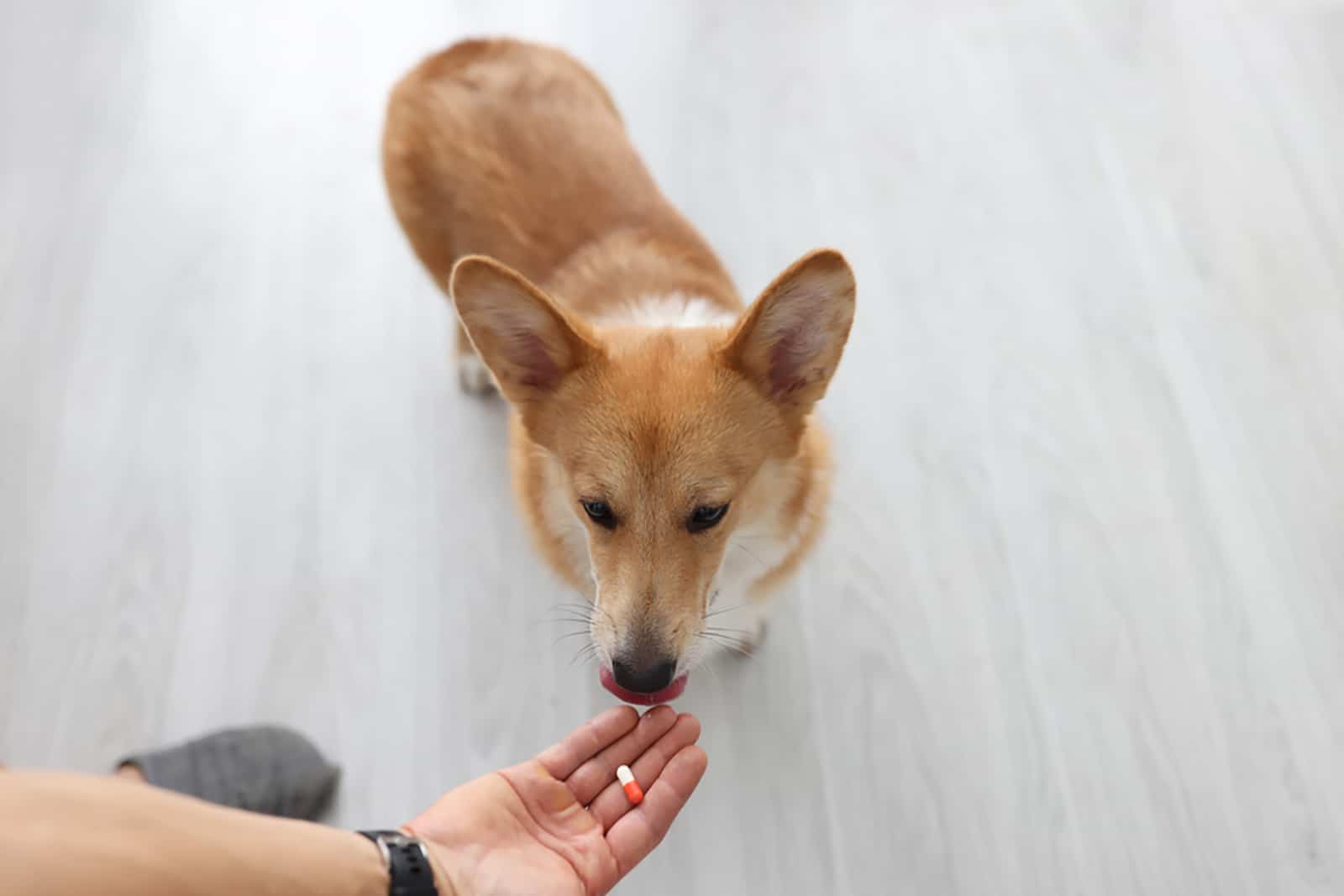corgi taking dog supplement from the owner's hand