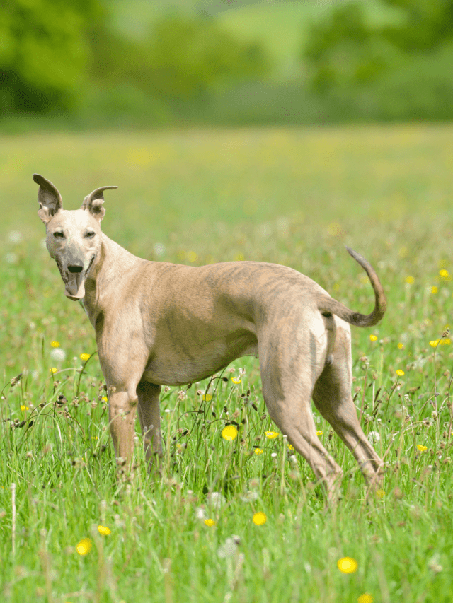 5 Causes And 2 Solutions To A Fat Greyhound PupVine