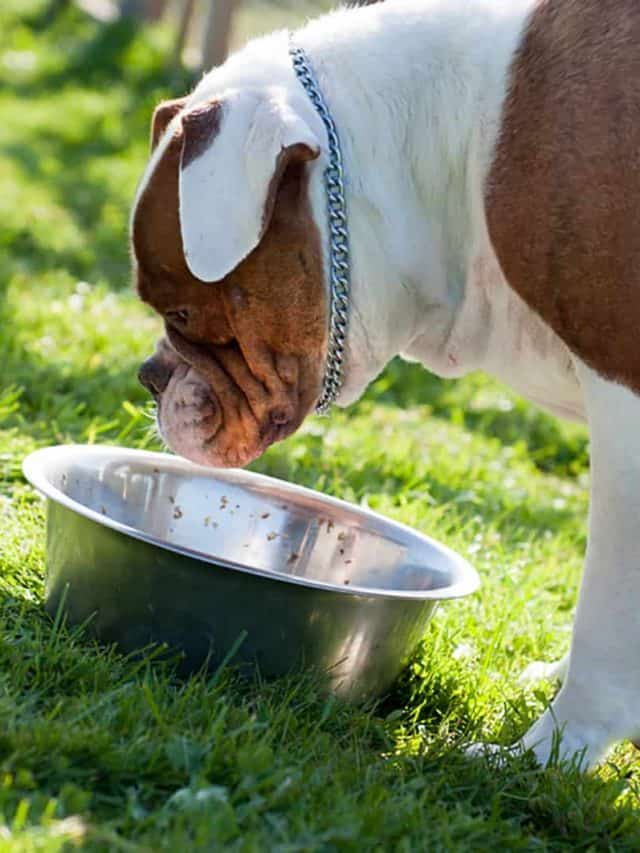 american-bully-raw-diet-3-pros-and-2-cons-pupvine