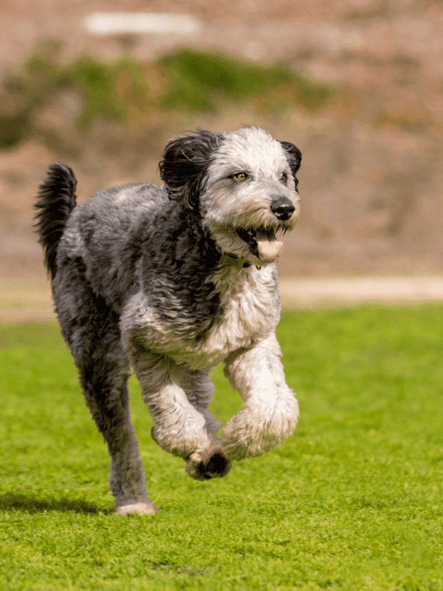 Aussiedoodle Growth Chart 5 Things You Need To Know PupVine