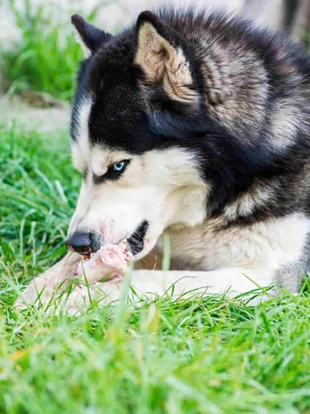 Best Husky Raw Diet 5 Pros And 2 Cons PupVine