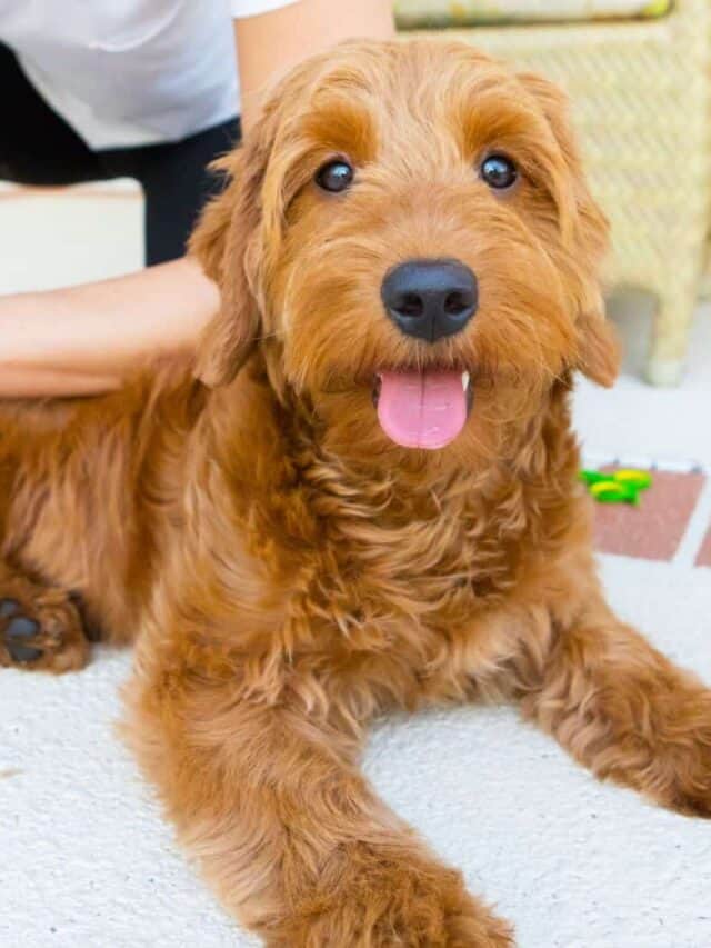 5 Things To Know About The Flat Coat Goldendoodle PupVine