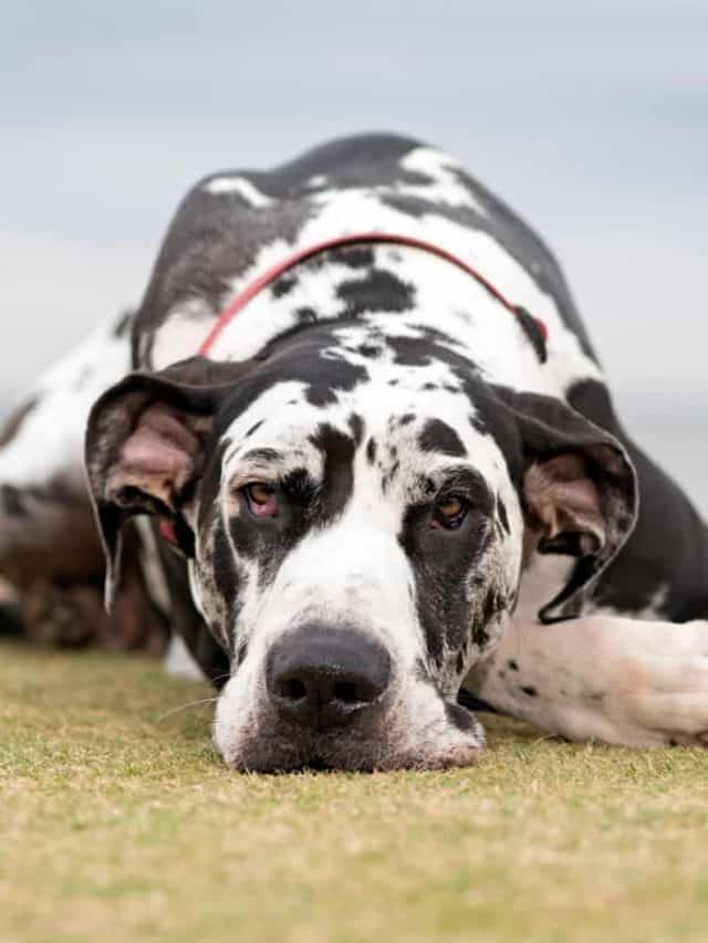 5 Facts About The Amazing Harlequin Great Dane PupVine
