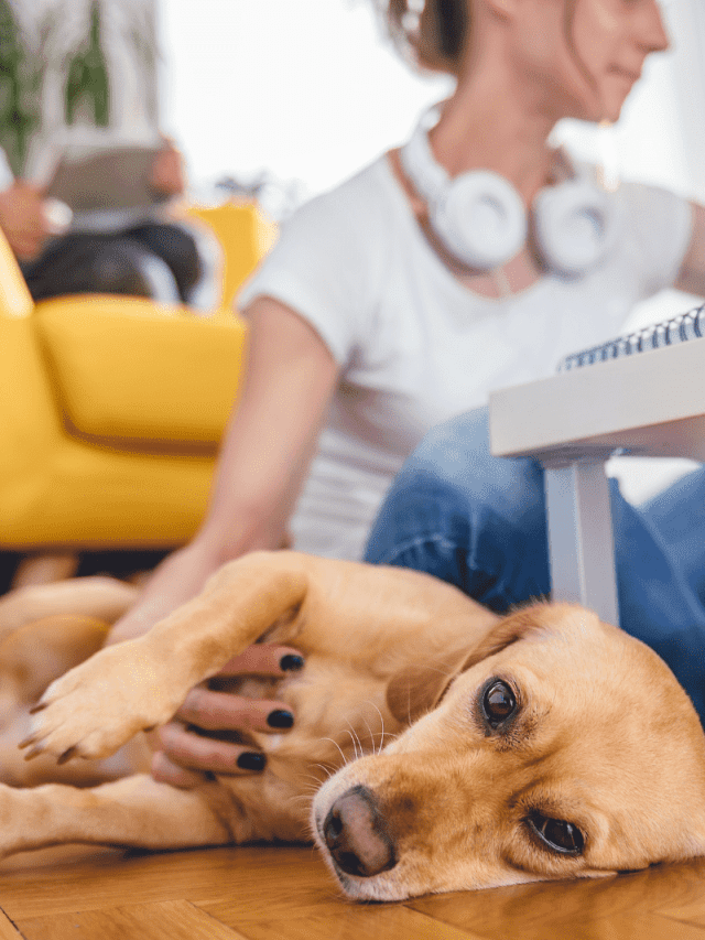 How To Stop Dog Shedding? 5 Grooming Tips PupVine