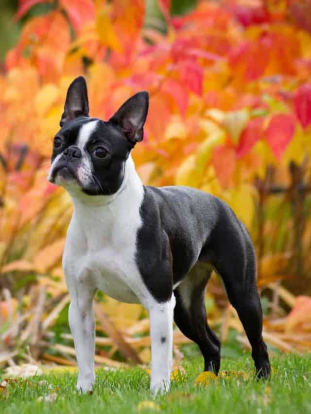 5 Fun Facts Every Teacup Boston Terrier Lover Should Know PupVine
