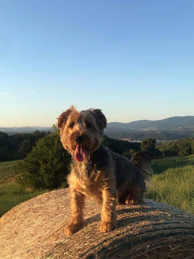 5 Things That Make The Jack Russell Yorkie Mix Pawesome! PupVine