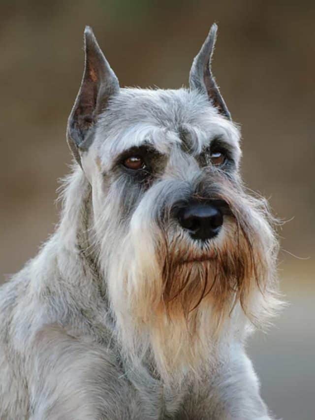 Schnauzer Ear Cropping: 3 Things To Know Before Deciding