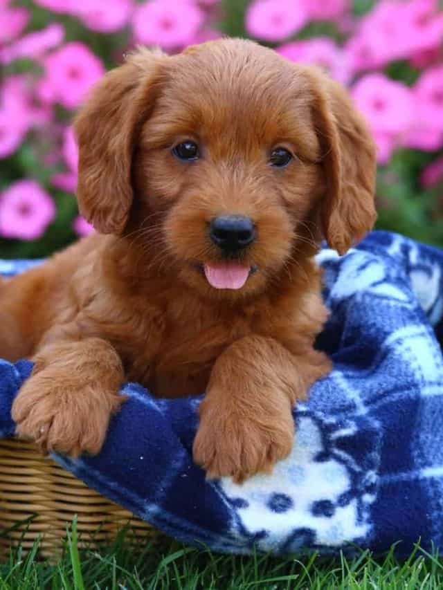 5 Facts About Straight Hair Labradoodles PupVine