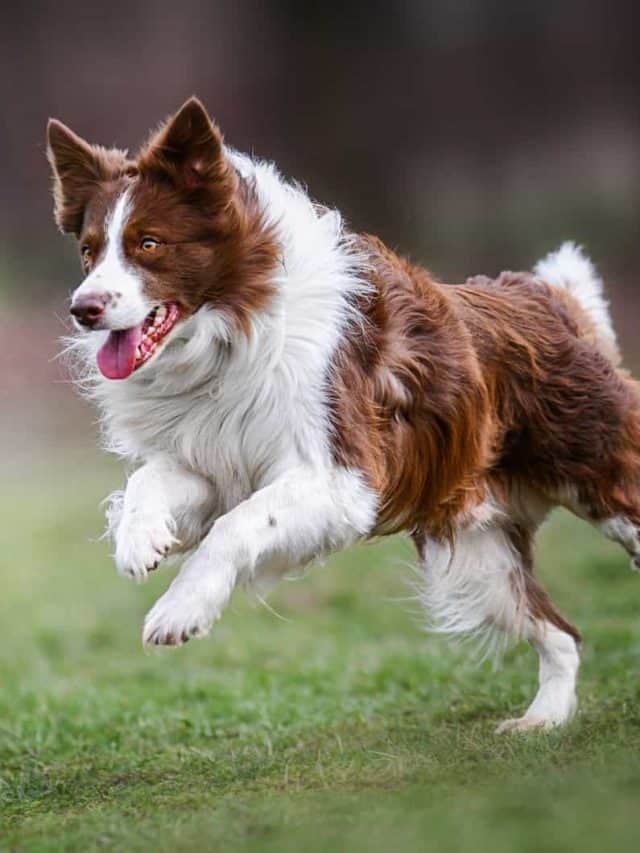 Tri Color Border Collie 5 Things That Make This Dog Stand Out PupVine