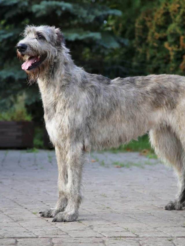 The Irish Wolfhound Feeding Chart Perfect Diet For The Tallest Dog