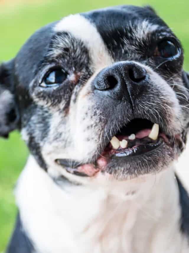 Meet 13 Most Popular Dog Breeds With Underbites PupVine