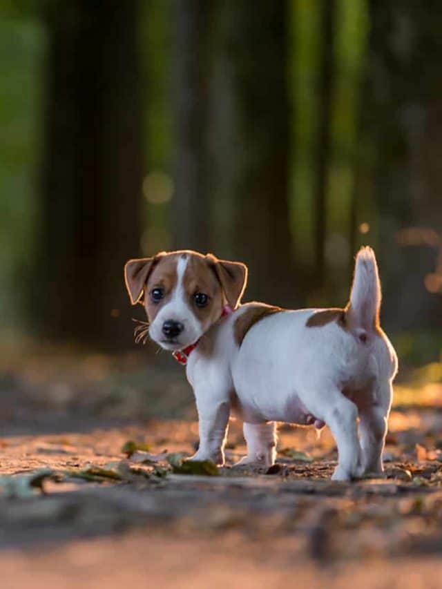 5 Things To Know About The Jack Russell Growth Chart PupVine