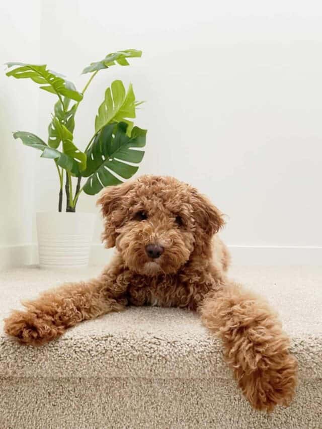 7 Traits Of A Mini Double Doodle PupVine