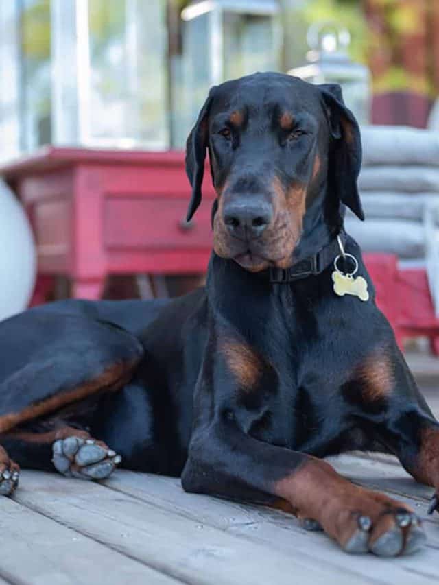 5 Reasons For Doberman Tail Docking PupVine