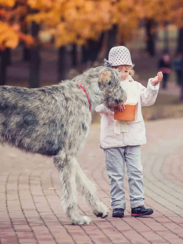 The Irish Wolfhound Great Dane Mix And Great Expectations PupVine