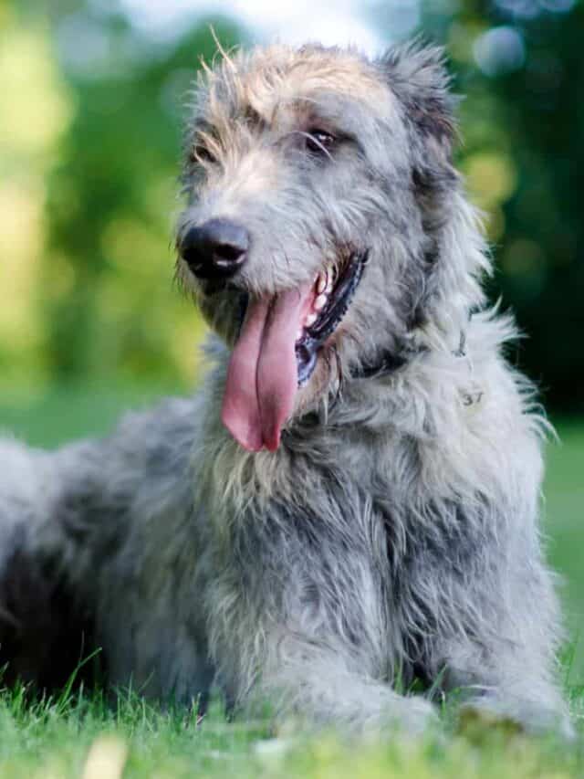 5 Irish Wolfhound Colors To Make Your Day PupVine