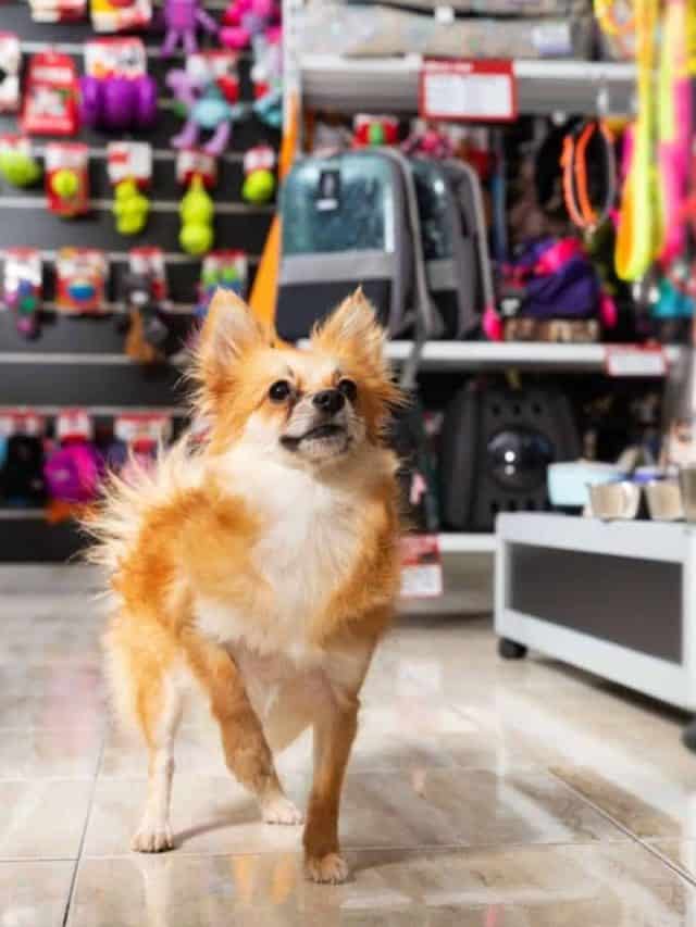 is-tj-maxx-dog-friendly-5-things-you-should-know-pupvine