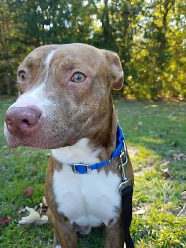 Mountain Cur Pitbull Mix 5 Interesting Facts PupVine