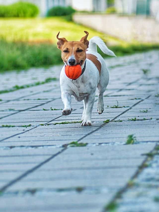 Why Does My Jack Russell Follow Me Everywhere? 5 Reasons PupVine